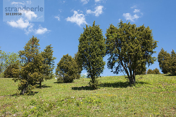 Wachholdertriften oder Wachholderheiden  Gemeiner Wachholder (Juniperus communis)  bei Craula  Thüringen  Deutschland  Europa