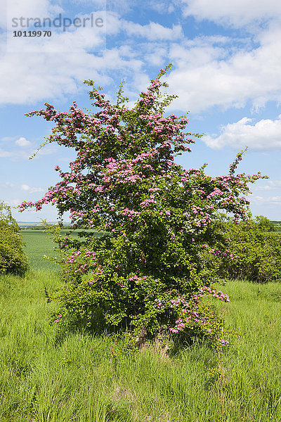 Eingriffliger Weißdorn (Crataegus monogyna) mit rosa Blüten  Thüringen  Deutschland  Europa