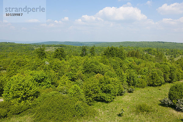 Wiederbewaldungsfläche im Nationalpark Hainich  Thüringen  Deutschland  Europa