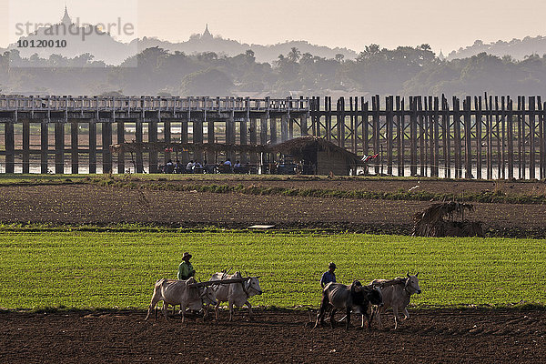 Einheimische Männer pflügen mit Ochsen die Felder  hinten die U Bein-Brücke und Pagoden auf Hügeln  Amarapura  Division Mandalay  Myanmar  Asien