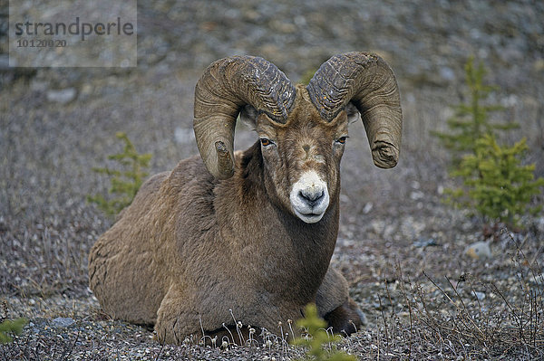 Dickhornschaf (Ovis canadensis)  Waterton Lakes Nationalpark  Alberta  Kanada  Nordamerika