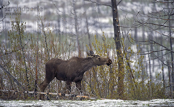 Elch (Alces alces)  männlich  mit Geweihansatz  Grand Teton Nationalpark  Wyoming  USA  Nordamerika