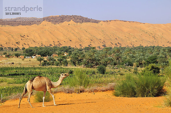 Dromedar (Camelus dromedarius) an der Oase  Moudjeria  Region Tagant  Mauretanien  Afrika
