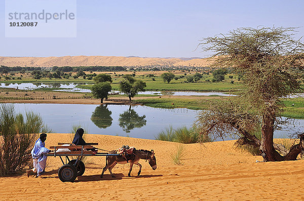 Eselkarren wird durch den weichen Sand geschoben  Moudjeria  Region Tagant  Mauretanien  Afrika