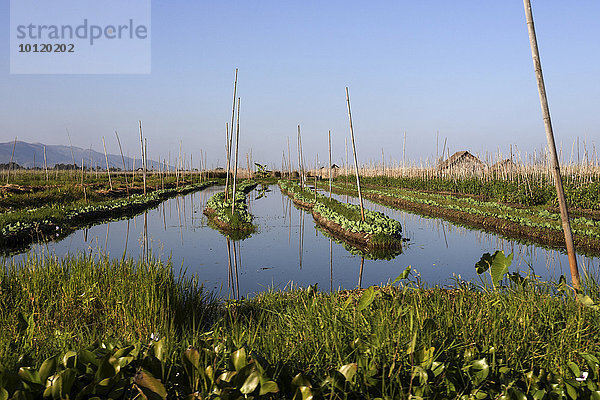 Schwimmende Gärten im Inle-See  Shan-Staat  Myanmar  Asien