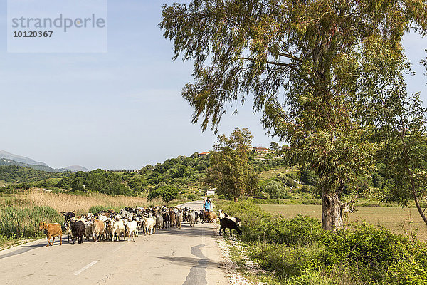 Schafherde auf der Landstrasse  Vlorë  Albanien  Europa