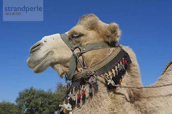 Kamel mit Zaumzeug  Buchara  Usbekistan  Asien