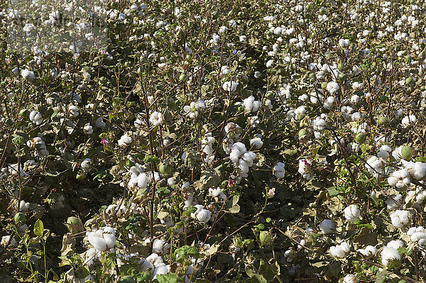 Baumwollpflanzen (Gossypium)  Baumwollfeld  Usbekistan  Asien