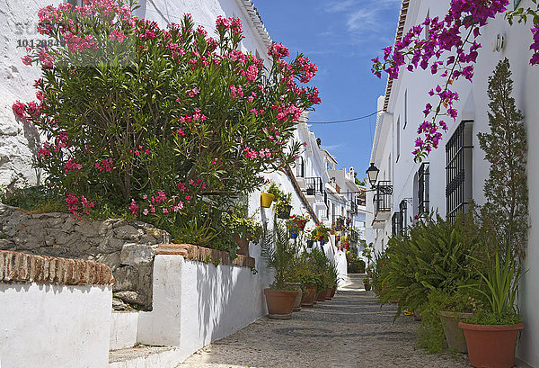 Gasse mit Blumentöpfen  Weiße Dörfer  Frigiliana  Costa del Sol  Andalusien  Spanien  Europa