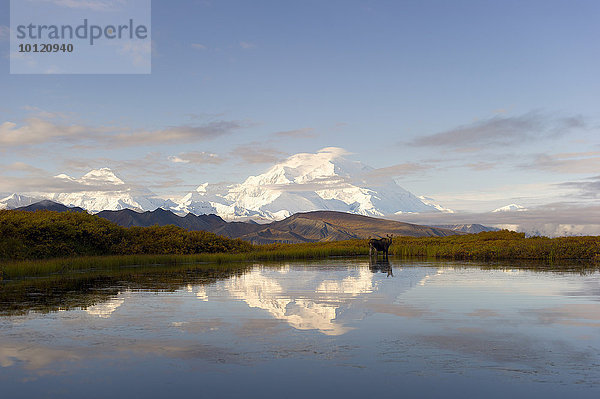 Mount Denali spiegelt sich im See  Elchkuh (Alces alces) steht im Wasser  Denali-Nationalpark  Healy  Alaska  USA  Nordamerika