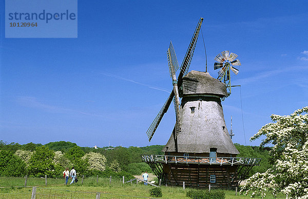 Mühle im Freilichtmuseum in Molfsee  Schleswig-Holstein  Deutschland  Europa