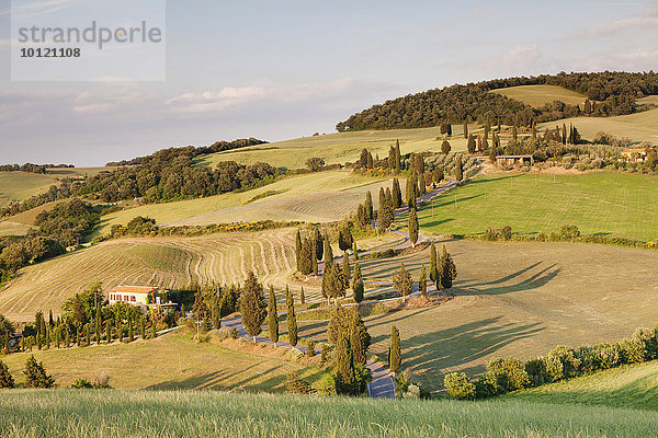 Zypressenallee an einer Straße  Monticchiello  Val d'Orcia  Orcia Tal  Toskana  Provinz Siena  Italien  Europa