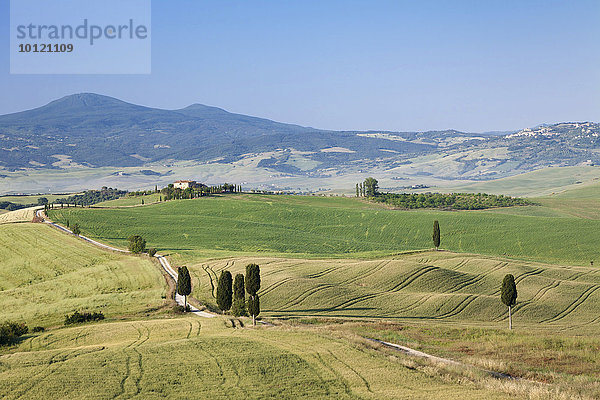Toskanische Landschaft mit Zypressen  bei Pienza  Val d'Orcia  Orcia Tal  Toskana  Provinz Siena  Italien  Europa