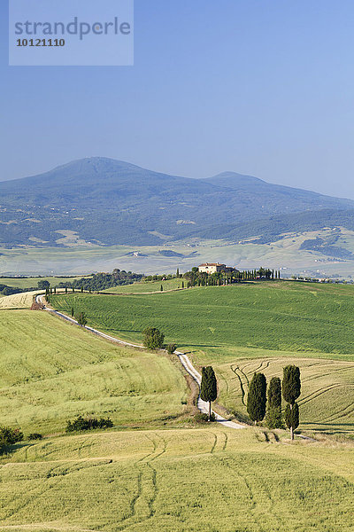 Toskanische Landschaft mit Zypressen  bei Pienza  Val d'Orcia  Orcia Tal  Toskana  Provinz Siena  Italien  Europa