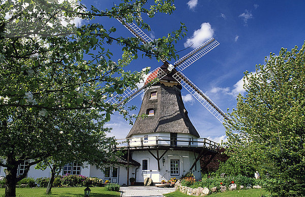 Windmühle in Grödersby an der Schlei  Schleswig-Holstein  Deutschland  Europa