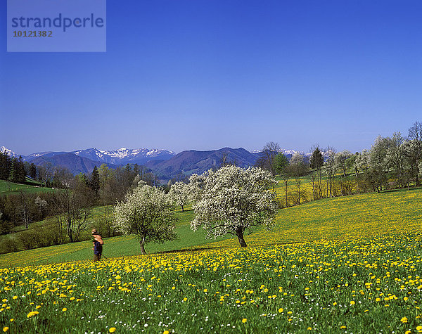 Blühende Birnbäume mit Ausblick auf die niederösterreichischen Alpen  bei Leonhard am Walde  Mostviertel  Niederösterreich  Österreich  Europa