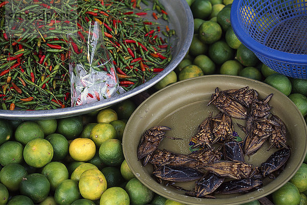 Chilli  Limetten und geröstete Insekten auf einem Markt in Patong  Phuket  Thailand  Südostasien  Asien