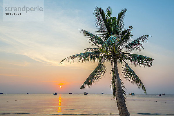 Palme bei Sonnenuntergang am Meer  Golf von Thailand  Insel Koh Tao  Thailand  Asien