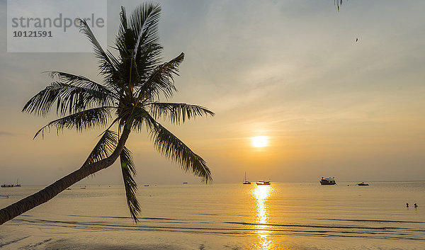 Palme bei Sonnenuntergang am Strand von Koh Tao  Golf von Thailand  Thailand  Asien