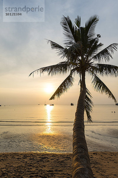 Palme bei Sonnenuntergang am Strand von Koh Tao  Golf von Thailand  Thailand  Asien