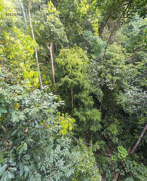 Baumkronen  Dschungel  Kuala Tahan  Nationalpark Taman Negara  Malaysia  Asien