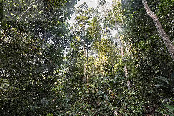 Dschungel  Kuala Tahan  Nationalpark Taman Negara  Malaysia  Asien