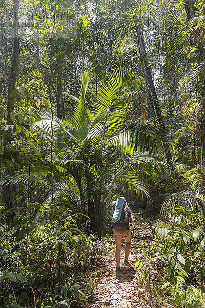 Wanderin  junge Frau läuft auf einem Trampelpfad im Dschungel  Kuala Tahan  Nationalpark Taman Negara  Malaysia  Asien