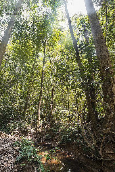 Dschungel  Kuala Tahan  Nationalpark Taman Negara  Malaysia  Asien