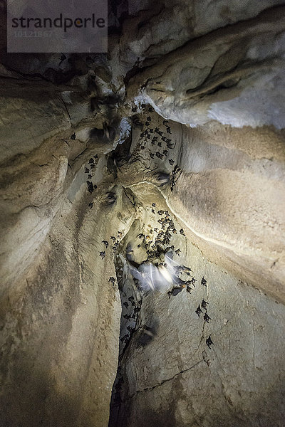 Fledermäuse (Microchiroptera) in einer Höhle  Nationalpark Taman Negara  Malaysia  Asien