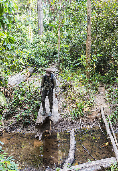 Wanderer  Mann steht auf einem Baumstamm im Dschungel  Kuala Tahan  Nationalpark Taman Negara  Malaysia  Asien