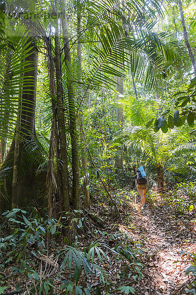 Touristin  Wanderin  junge Frau läuft auf einem Trampelpfad im Dschungel  Kuala Tahan  Nationalpark Taman Negara  Malaysia  Asien