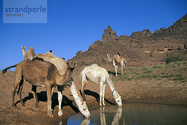 Trinkende Kamele  Oase  Tadrart Akakus  Libyen  Afrika