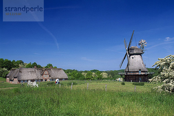 Windmühle im Freilichtmuseum Molfsee  Schleswig-Holstein  Deutschland  Europa