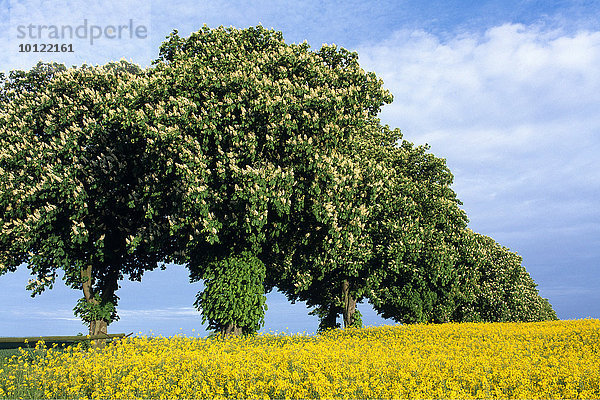 Blühende Kastanienallee und Rapsfeld  Schleswig-Holstein  Deutschland  Europa