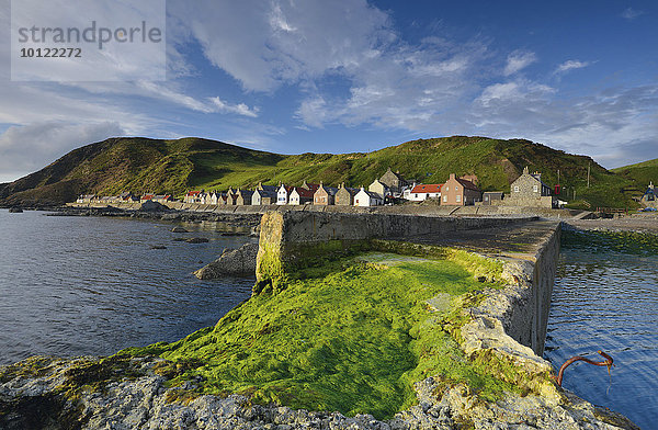 Küstenlandschaft mit grünen Algen auf der Crovie Pier und großen Steinen am Fischerort Crovie  Banffshire  Schottland  Vereinigtes Königreich
