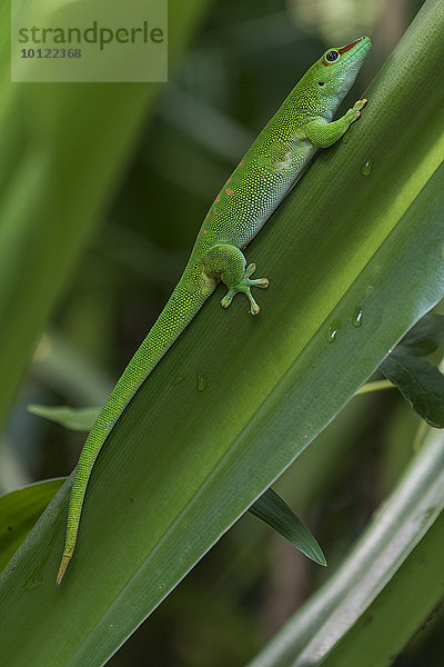 Großer Madagaskar-Taggecko (Phelsuma madagascariensis)  captive  Vorkommen Madagaskar