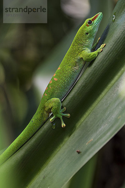 Großer Madagaskar-Taggecko (Phelsuma madagascariensis)  captive  Vorkommen Madagaskar