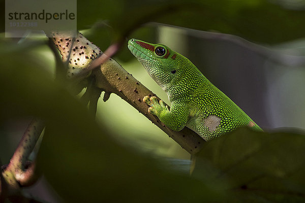 Großer Madagaskar-Taggecko (Phelsuma madagascariensis)  captive  Vorkommen Madagaskar