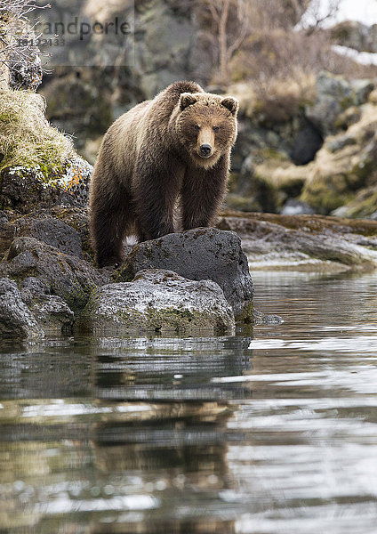 Braunbär (Ursus arctos)  am Ufer  Kamtschatka  Russland  Europa