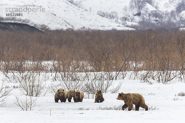 Braunbären (Ursus arctos)  Bärenfamilie im Schnee  Kamtschatka  Russland  Europa