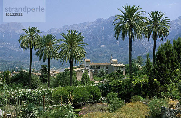 Palmen im Botanischen Garten  Soller  Mallorca  Balearen  Spanien  Europa