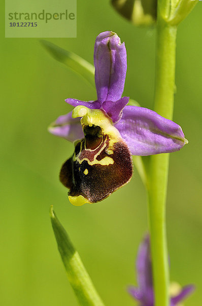 Hummel-Ragwurz (Ophrys holoserica)  Blütenstand  Baden-Württemberg  Deutschland  Europa