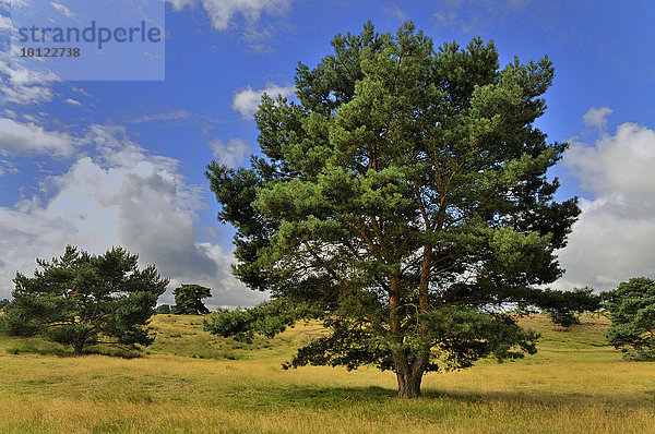 Kiefern (Pinus sp.)  Naturschutzgebiet Westruper Heide  Nordrhein-Westfalen  Deutschland  Europa