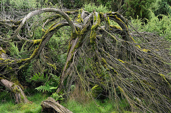 Mit Moos bewachsener Wacholder (Juniperus communis)  Totholz  Naturschutzgebiet Westruper Heide  Nordrhein-Westfalen  Deutschland  Europa