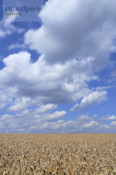 Erntereifes Weizenfeld (Triticum sp.) vor blauem Himmel mit Cumuluswolken  Nordrhein-Westfalen  Deutschland  Europa