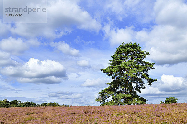 Kiefern (Pinus sp.) in der Besenheide (Calluna vulgaris)  Naturschutzgebiet Westruper Heide  Nordrhein-Westfalen  Deutschland  Europa