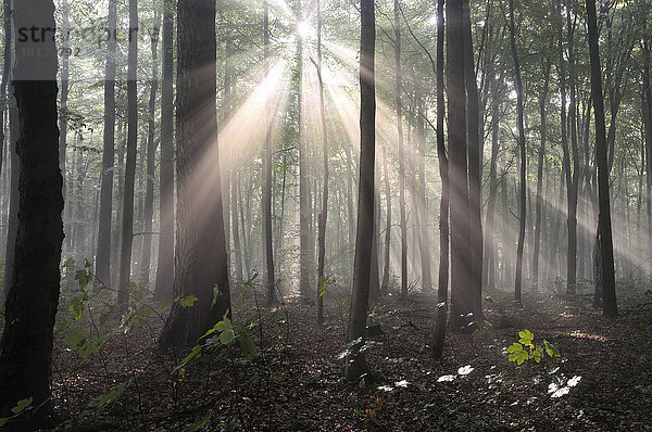 Sonnenstrahlen durchdringen den Nebel im Laubwald  Nordrhein-Westfalen  Deutschland  Europa