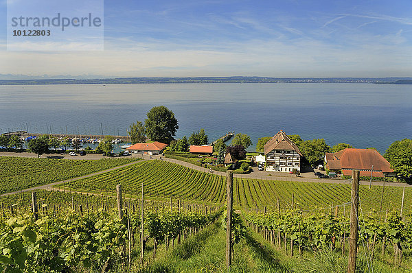 Ausblick vom Lerchenberg bei Meersburg über den Bodensee  Baden-Württemberg  Deutschland  Europa