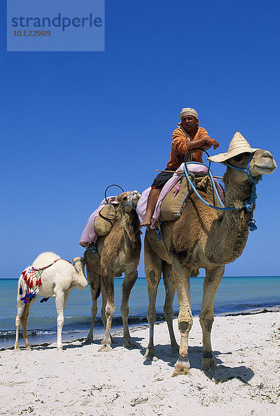 Reitkamele am Strand von Sidi Mahres  Djerba  Tunesien  Afrika