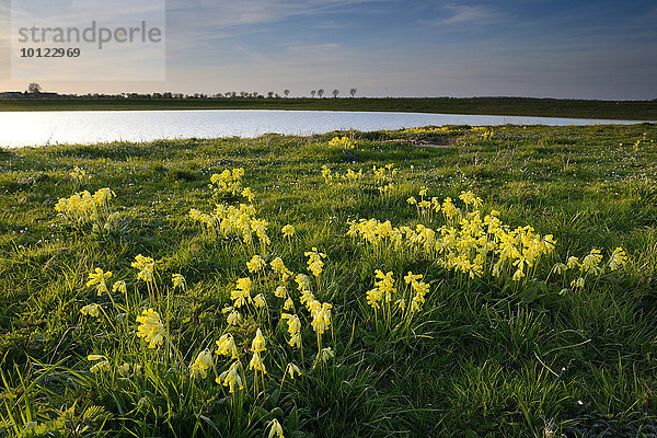 Echte Schlüsselblume (Primula veris)  Xanten  Niederrhein  Nordrhein-Westfalen  Deutschland  Europa